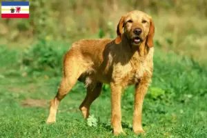 Read more about the article Criadores de Griffon Fauve de Bretagne e cachorros em Mecklenburg-Vorpommern