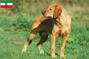 Read more about the article Criadores de Griffon Fauve de Bretagne e cachorros na Renânia do Norte-Vestefália