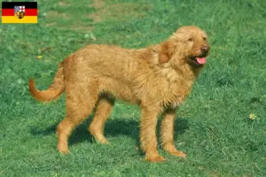 Read more about the article Griffon Fauve de Bretagne criadores e cachorros em Saarland