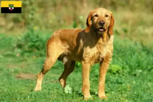 Read more about the article Griffon Fauve de Bretagne criadores e cachorros em Saxónia-Anhalt