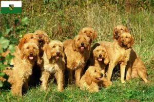 Read more about the article Criadores de Griffon Fauve de Bretagne e cachorros na Saxónia