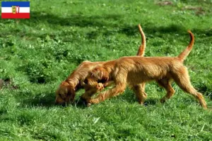 Read more about the article Criadores de Griffon Fauve de Bretagne e cachorros em Schleswig-Holstein