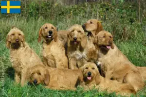Read more about the article Griffon Fauve de Bretagne criadores e cachorros na Suécia