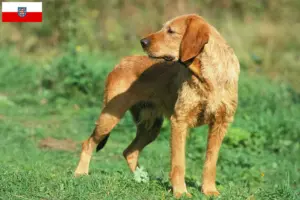 Read more about the article Criadores de Griffon Fauve de Bretagne e cachorros na Turíngia