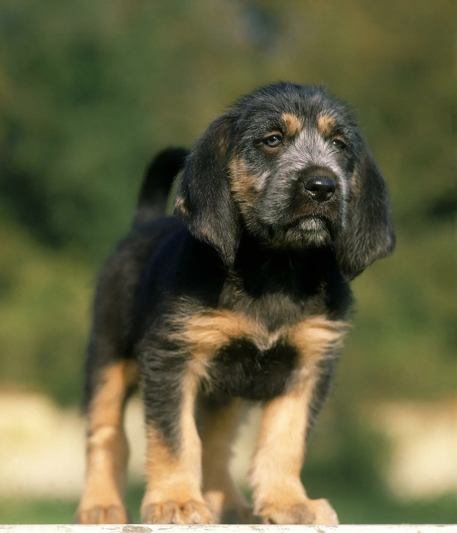 Comprar um cachorro Griffon Nivernais significa assumir responsabilidades! Comprar cachorros Griffon Nivernais.
