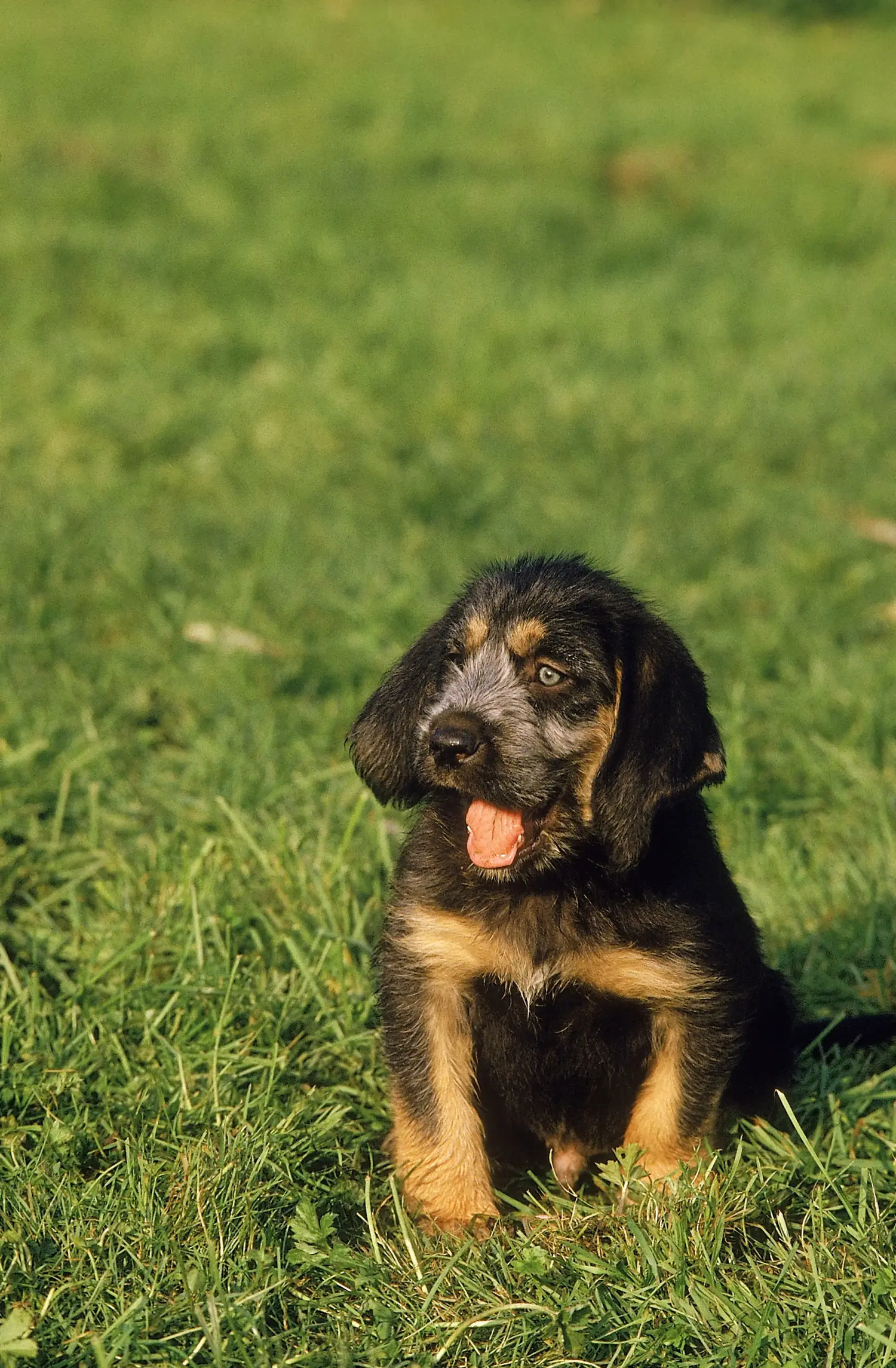 Comprar um cachorro Griffon Nivernais significa assumir responsabilidades! Comprar cachorros Griffon Nivernais.
