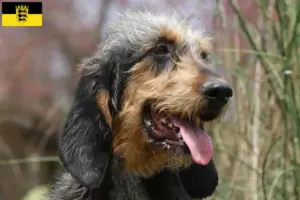 Read more about the article Criadores de Griffon Nivernais e cachorros em Baden-Württemberg