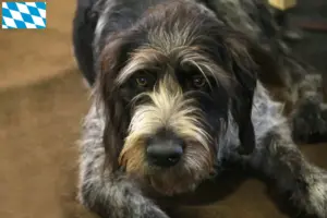 Read more about the article Criadores de Griffon Nivernais e cachorros na Baviera