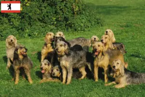 Read more about the article Criadores de Griffon Nivernais e cachorros em Berlim