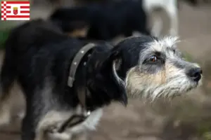 Read more about the article Criadores de Griffon Nivernais e cachorros em Bremen