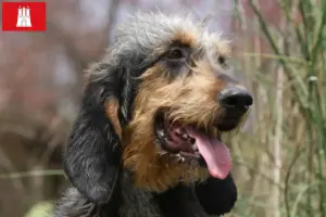 Read more about the article Criadores de Griffon Nivernais e cachorros em Hamburgo