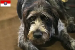 Read more about the article Criadores de Griffon Nivernais e cachorros em Hessen