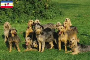 Read more about the article Criadores de Griffon Nivernais e cachorros em Mecklenburg-Vorpommern