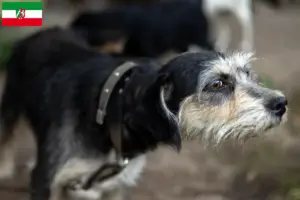 Read more about the article Criadores de Griffon Nivernais e cachorros na Renânia do Norte-Vestefália