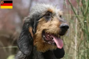 Read more about the article Criadores de Griffon Nivernais e cachorros na Renânia-Palatinado