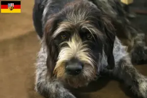 Read more about the article Criadores de Griffon Nivernais e cachorros em Sarre