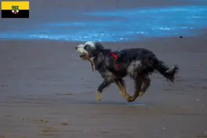 Read more about the article Criadores de Griffon Nivernais e cachorros em Saxónia-Anhalt