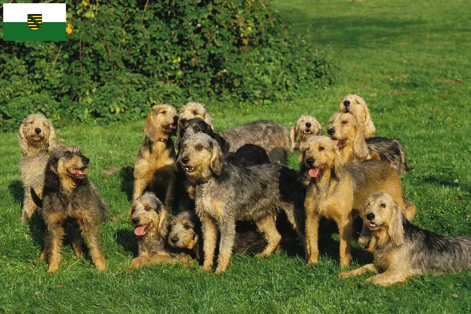 Griffon Nivernais cachorros e criadores Saxónia Encontre aqui criadores de Griffon Nivernais na Saxónia.