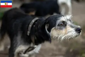 Read more about the article Criadores de Griffon Nivernais e cachorros em Schleswig-Holstein