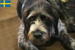 Read more about the article Criadores de Griffon Nivernais e cachorros na Suécia