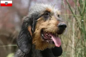 Read more about the article Criadores de Griffon Nivernais e cachorros em Thuringia