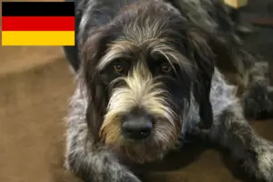 Read more about the article Criadores de Griffon Nivernais e cachorros na Alemanha