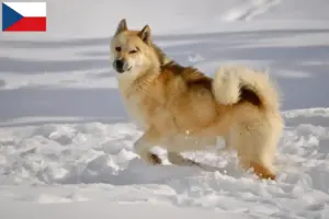 Read more about the article Criadores de cães da Gronelândia e cachorros na República Checa