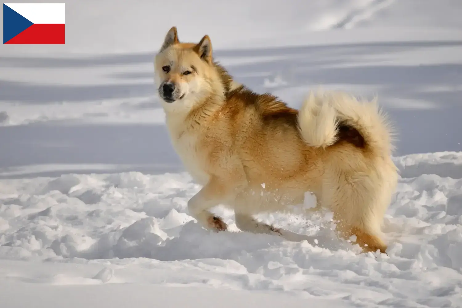 Read more about the article Criadores de cães da Gronelândia e cachorros na República Checa