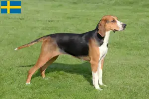Read more about the article Hamiltonstövare criadores e cachorros na Suécia