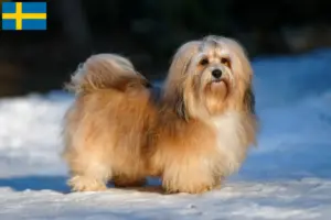Read more about the article Criadores de Havanese e cachorros na Suécia