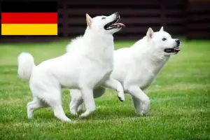Read more about the article Criadores de Hokkaido e cachorros na Alemanha