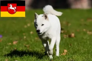Read more about the article Criadores de Hokkaido e cachorros na Baixa Saxónia