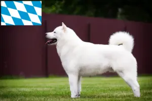 Read more about the article Criadores de Hokkaido e cachorros na Baviera