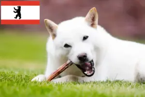 Read more about the article Criadores de Hokkaido e cachorros em Berlim
