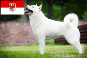Read more about the article Criadores de Hokkaido e cachorros em Brandenburg