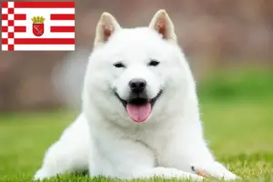 Read more about the article Criadores de Hokkaido e cachorros em Bremen