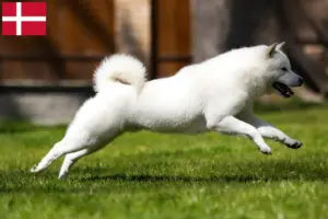 Read more about the article Criadores de Hokkaido e cachorros na Dinamarca