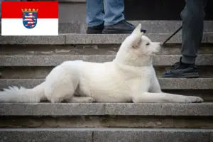 Read more about the article Criadores de Hokkaido e cachorros em Hessen