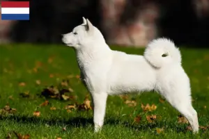 Read more about the article Criadores de Hokkaido e cachorros nos Países Baixos