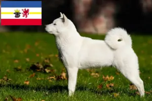Read more about the article Criadores de Hokkaido e cachorros em Mecklenburg-Vorpommern