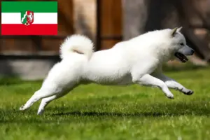 Read more about the article Criadores de Hokkaido e cachorros na Renânia do Norte-Vestefália