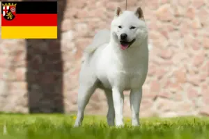 Read more about the article Criadores de Hokkaido e cachorros na Renânia-Palatinado