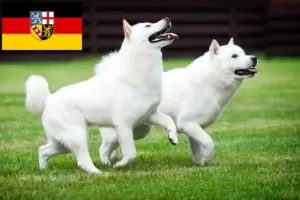 Read more about the article Criadores de Hokkaido e cachorros em Saarland