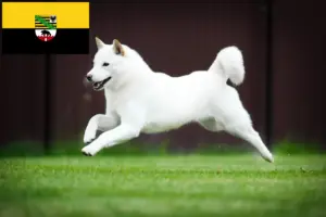 Read more about the article Criadores de Hokkaido e cachorros em Saxónia-Anhalt
