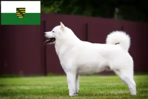 Read more about the article Criadores de Hokkaido e cachorros na Saxónia