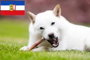 Read more about the article Criadores de Hokkaido e cachorros em Schleswig-Holstein