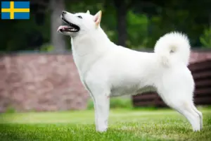 Read more about the article Criadores de Hokkaido e cachorros na Suécia