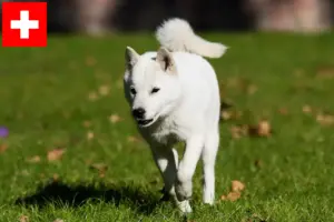 Read more about the article Criadores de Hokkaido e cachorros na Suíça