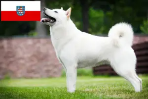Read more about the article Criadores de Hokkaido e cachorros na Turíngia