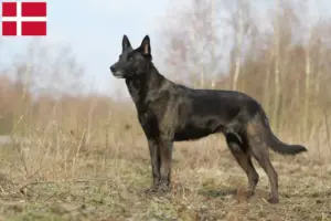 Read more about the article Hollandse Herdershond criadores e cachorros na Dinamarca